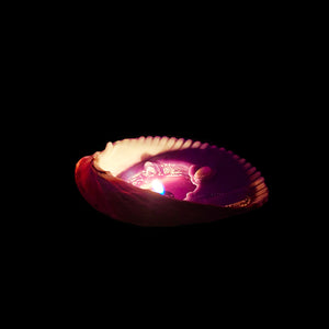 Real Seashell Scented Candle